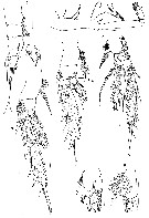Espce Ryocalanus  brasilianus - Planche 3 de figures morphologiques
