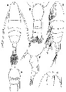 Espce Acartia (Euacartia) forticrusa - Planche 1 de figures morphologiques