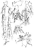 Espce Acartia (Euacartia) forticrusa - Planche 2 de figures morphologiques
