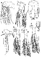 Espce Acartia (Euacartia) forticrusa - Planche 3 de figures morphologiques
