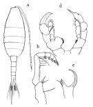 Espce Paraheterorhabdus (Paraheterorhabdus) vipera - Planche 3 de figures morphologiques