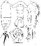 Species Pontella forficula - Plate 2 of morphological figures