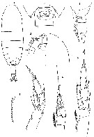 Espce Calanus propinquus - Planche 27 de figures morphologiques