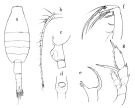 Espce Paraheterorhabdus (Paraheterorhabdus) vipera - Planche 4 de figures morphologiques