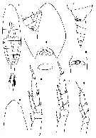 Espce Calanoides acutus - Planche 21 de figures morphologiques