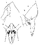 Espce Rhincalanus gigas - Planche 12 de figures morphologiques