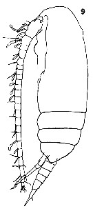 Espce Paracalanus nanus - Planche 11 de figures morphologiques
