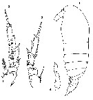 Espce Acrocalanus gracilis - Planche 13 de figures morphologiques