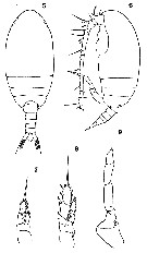 Espce Delibus nudus - Planche 12 de figures morphologiques