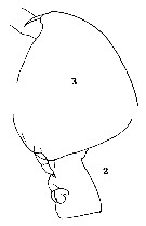 Espce Clausocalanus arcuicornis - Planche 26 de figures morphologiques