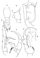 Espce Heterorhabdus fistulosus - Planche 3 de figures morphologiques