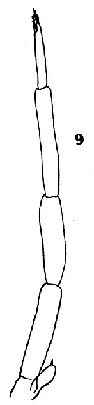 Espce Clausocalanus furcatus - Planche 24 de figures morphologiques