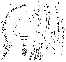 Espce Stephos longipes - Planche 4 de figures morphologiques