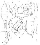 Espce Heterorhabdus pacificus - Planche 4 de figures morphologiques