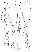 Espce Scolecithricella minor - Planche 23 de figures morphologiques
