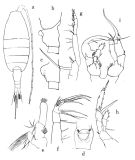 Espce Heterorhabdus abyssalis - Planche 4 de figures morphologiques