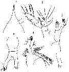 Espce Haloptilus ocellatus - Planche 9 de figures morphologiques