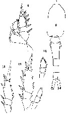 Species Oithona attenuata - Plate 18 of morphological figures