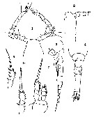 Espce Oithona fallax - Planche 14 de figures morphologiques