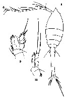 Espce Oithona frigida - Planche 7 de figures morphologiques