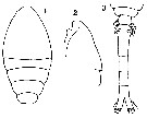 Espce Oithona nana - Planche 24 de figures morphologiques