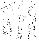 Espce Dioithona oculata - Planche 11 de figures morphologiques