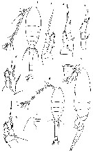 Espce Oithona similis-Group - Planche 30 de figures morphologiques