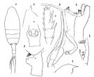 Espce Paraeuchaeta birostrata - Planche 2 de figures morphologiques