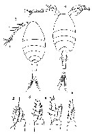 Espce Oithona simplex - Planche 19 de figures morphologiques