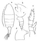 Espce Euchaeta pubera - Planche 2 de figures morphologiques