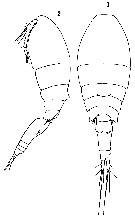 Espce Triconia antarctica - Planche 6 de figures morphologiques