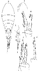 Espce Triconia antarctica - Planche 7 de figures morphologiques