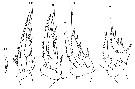 Espce Oncaea curvata - Planche 7 de figures morphologiques