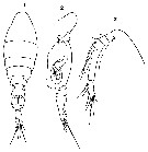 Espce Oncaea curvata - Planche 9 de figures morphologiques