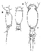 Espce Oncaea media - Planche 19 de figures morphologiques