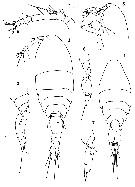 Espce Oncaea parila - Planche 7 de figures morphologiques