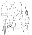 Espce Euchaeta spinosa - Planche 3 de figures morphologiques