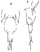 Espce Corycaeus (Ditrichocorycaeus) asiaticus - Planche 13 de figures morphologiques