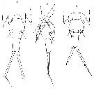 Espce Corycaeus (Ditrichocorycaeus) dahli - Planche 16 de figures morphologiques