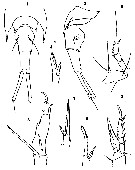Espce Corycaeus (Ditrichocorycaeus) erythraeus - Planche 11 de figures morphologiques