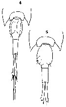 Espce Corycaeus (Onychocorycaeus) agilis - Planche 18 de figures morphologiques