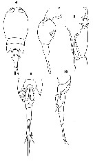 Espce Corycaeus (Onychocorycaeus) giesbrechti - Planche 16 de figures morphologiques