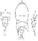 Espce Corycaeus (Onychocorycaeus) pacificus - Planche 16 de figures morphologiques