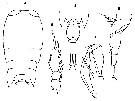 Espce Corycaeus (Onychocorycaeus) pumilus - Planche 6 de figures morphologiques