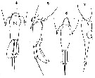 Espce Farranula concinna - Planche 14 de figures morphologiques