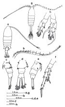 Espce Centropages abdominalis - Planche 1 de figures morphologiques