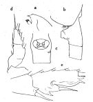 Espce Paraeuchaeta barbata - Planche 5 de figures morphologiques