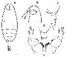 Species Cephalophanes refulgens - Plate 6 of morphological figures