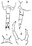 Espce Undinella frontalis - Planche 2 de figures morphologiques