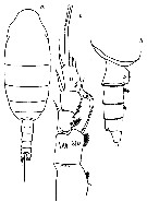 Species Spinocalanus spinipes - Plate 4 of morphological figures